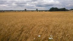 Pszenica jara oścista