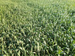 Pszenica jara Tybalt