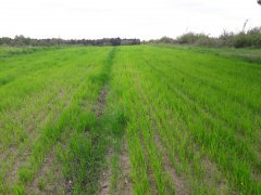 Pszenica jara tybalt