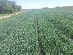 Pszenica jara Tybalt