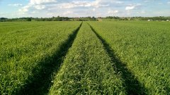 Pszenica jara Tybalt