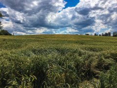 Pszenica julius 3.7.2016