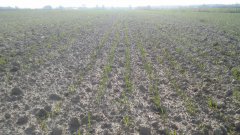 Pszenica Kilimanjaro