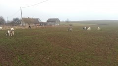 Pszenica ostroga - szkodniki