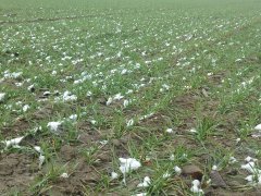 Pszenica ozima -AGIL