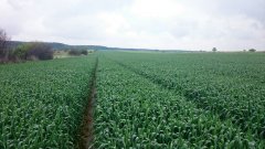 Pszenica ozima Angelus