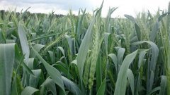 Pszenica ozima Angelus