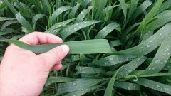 Pszenica ozima Angelus