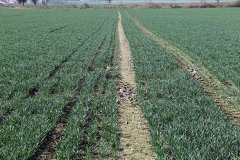 Pszenica ozima Arkadia 01.04.2017