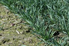 Pszenica ozima Arkadia 01.04.2017