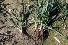 Pszenica ozima Arkadia 01.04.2017