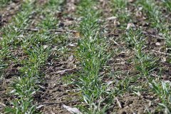 Pszenica ozima Arkadia 05.03,2017