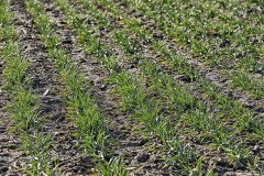 Pszenica ozima Arkadia 05.03,2017