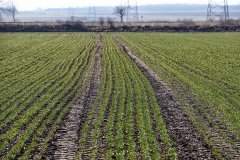 Pszenica ozima Arkadia 05.03,2017