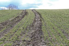 Pszenica ozima Arkadia 05.03,2017