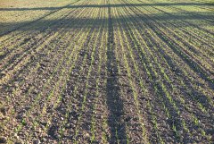 Pszenica ozima Arkadia 08.11.2015