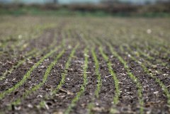 Pszenica ozima Arkadia 09.10.2016