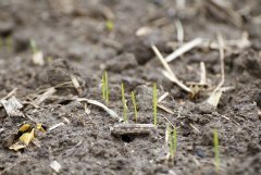 Pszenica ozima Arkadia 09.10.2016