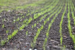 Pszenica ozima Arkadia 09.10.2016