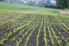 Pszenica ozima Arkadia 09.10.2016