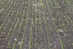 Pszenica ozima Arkadia 09.10.2016