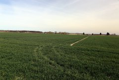 Pszenica ozima Arkadia 12.04.2015