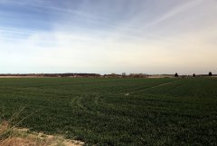 Pszenica ozima Arkadia 12.04.2015