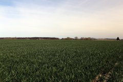 Pszenica ozima Arkadia 12.04.2015