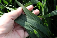 Pszenica ozima Arkadia 21.05.2017