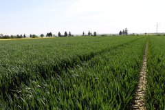 Pszenica ozima Arkadia 21.05.2017