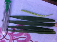 Pszenica ozima Arkadia 28.05.2017