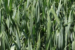 Pszenica ozima Arkadia 28.05.2017