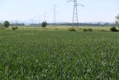 Pszenica ozima Arkadia 28.05.2017