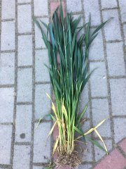 Pszenica ozima Arkadia 28.05.2017