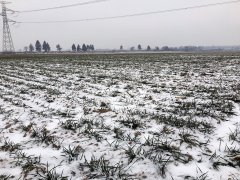 Pszenica ozima Arkadia 9.1.2017