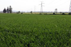 Pszenica ozima Arkadia i Hondia 21.05.2017