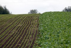 Pszenica ozima Arkadia - Rzepak Mercedes F1 09.10.2016