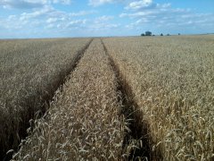 Pszenica Ozima Arkadia