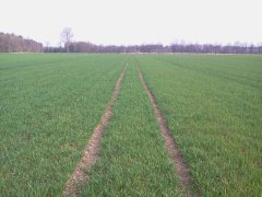 Pszenica Ozima Arkadia