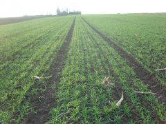 Pszenica ozima Arkadia