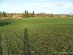 Pszenica ozima Arkadia