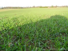 Pszenica ozima Arkadia