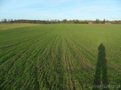 Pszenica ozima Arkadia