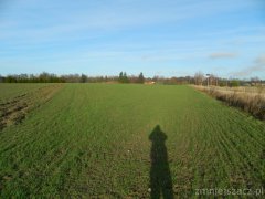 Pszenica ozima Arkadia