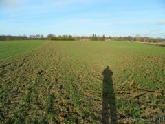 Pszenica ozima Arkadia