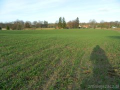 Pszenica ozima Arkadia