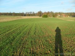 Pszenica ozima Arkadia
