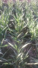 Pszenica ozima Arkadia