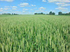 Pszenica ozima Astoria