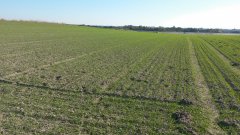 Pszenica ozima Bamberka